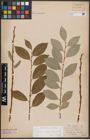 Foto von Salix caprea L. x Salix daphnoides Vill.